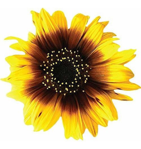 Calcomanias De Girasol Extraibles Stikart Impresas En Lienzo