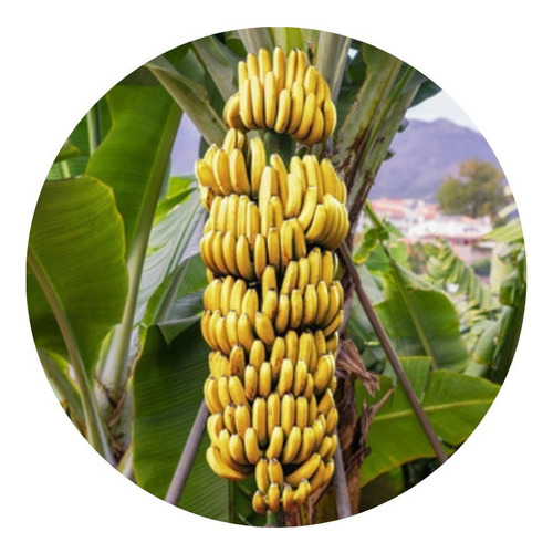 3 Mudas De Bananas Princesa Brs Embrapa Resistentes