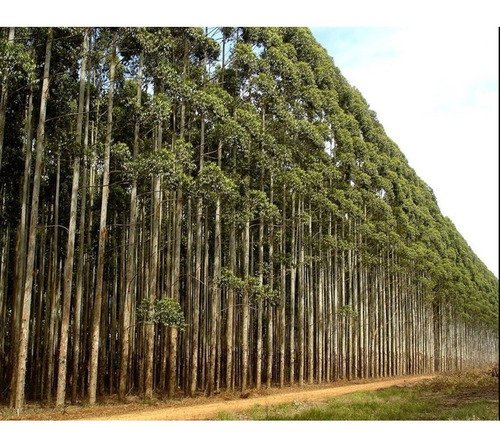 300 Sementes De Eucalipto Cloeziana - Árvore