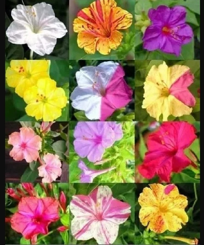 Semillas De Mirabilis Jalapa Don Diego Dama O Bella De Noche