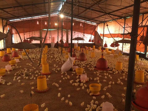 Imagen 14 de 22 de Finca En Tinaquillo Con 132 Hectáreas, Excelente Oportunidad
