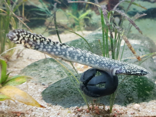 Pez Dragón Polypterus Ornatipinnis 7 Cm