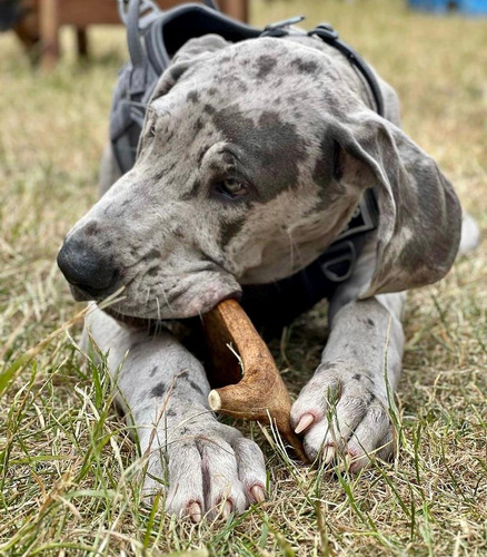 Hueso Para Perro Pack 3.