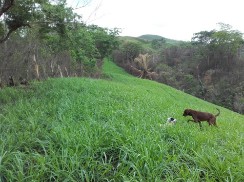 Granja Avicola Ganadera Minera Tinaquillo, Negociable