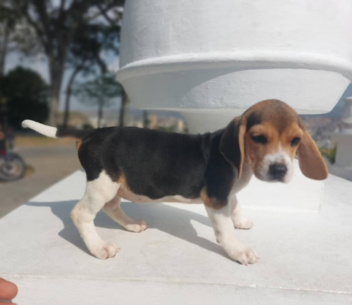 Hermosa Beagles Hembras 