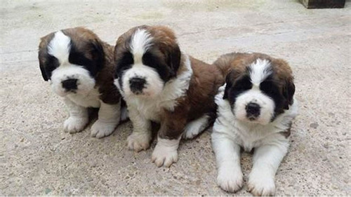 São Bernardo Os Filhotes Mais Lindos 