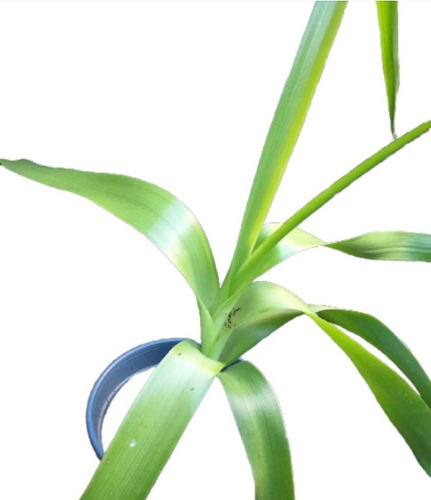Albuca Bracteata -cebolla De La Suerte-ornithogalum Caudatum