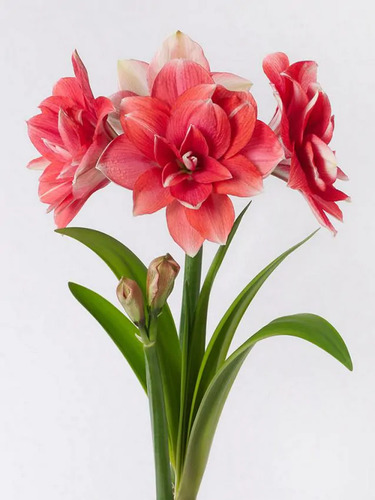 Bulbo (double Dream) Amarilis - Azucena