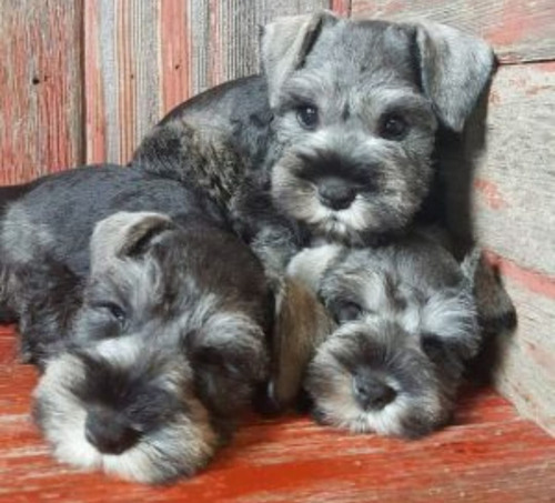 Schnauzer Miniatura Tenemos Machos/hembras