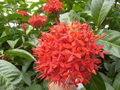 Ixora Mini Vermelha E Amarela - Caixa Com 10 Mudas | MercadoLivre