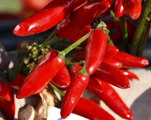 Semillas De Aji Jalapeño Seleccionadas Despacho Ya