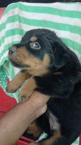 Imagen 3 de 3 de El Rottweiler Es Una Raza Canina De Tipo Molosoide Originari