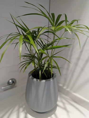 Palmera Palmito Interior + Maceta Rotomoldeado Mod.barcelona