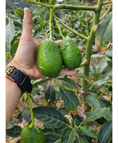 Se Vende Finca En Produccion Aguacate Hass Pijao Quindio