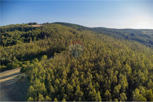 Predio Forestal En Venta 52 Ha. - Mantahue Gorbea