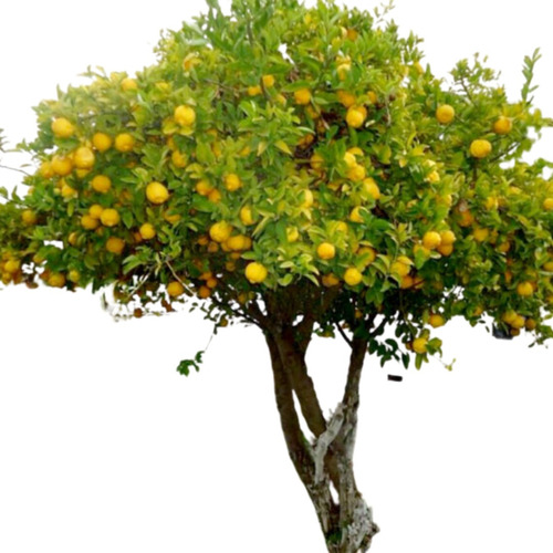 Frutales Limonero De Todo El Año 1.70 M Altura