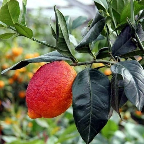 Limón Persa Gigante Rojo Sin Semilla Enano X Injerto