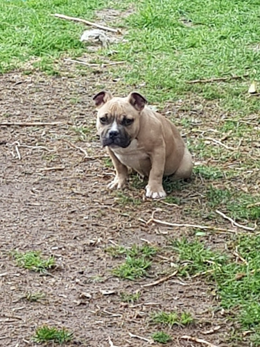 Imagen 3 de 5 de Vendo Cachorros Am Bully Exelentes !!