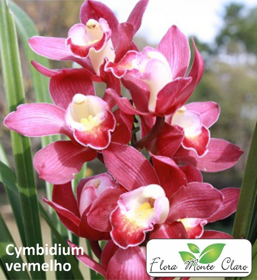 Orquídea Cymbidium - Cimbidio - Cor Vermelha - 10 Mudas | Parcelamento sem  juros