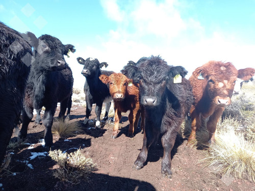 Venta De Estancia En Ruta Provincial 21, Kilómetro 31, Departamento Picunches, Paraje Huarenchenque