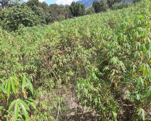 Imagem 8 de 18 de Terreno Em Santa Cândida - 200 - 34209886
