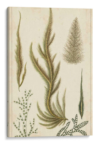 Canvas Lab Cuadro Turpin Seaweed Iv 100x150, Turpin