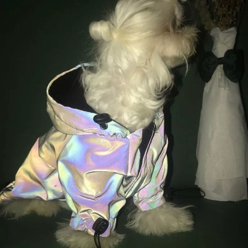 Ropa Flash Cámara Móvil Reflectante Para Mascotas Instagram