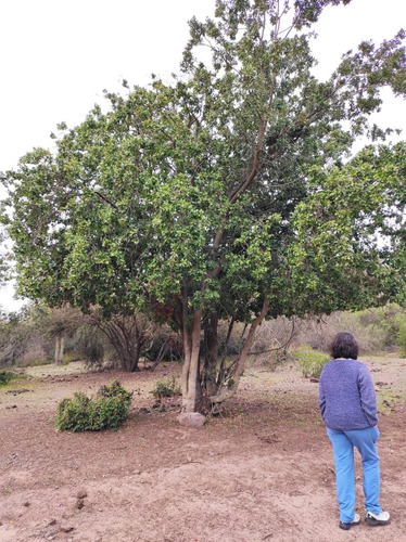 Parcela De 5.000m2 - Santuario Los Tres Antonios - Melipilla