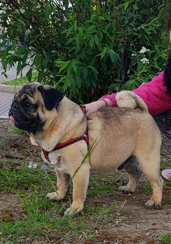 Servicio Stud Inseminación Pug Carlino Chiquito Hermoso