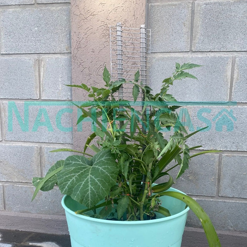 Imagen 8 de 10 de Tutor Para Plantas Trepadoras Huertas Jardín Hierro Pack X 3