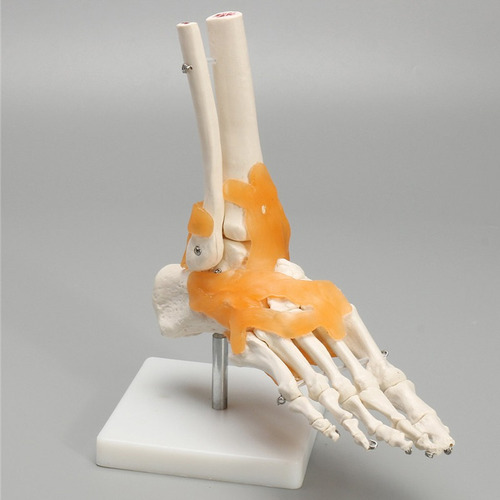 1:1 Lifesize Modelo De Esqueleto Pie Tobillo Hueso De Humano