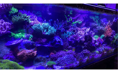 Luminária Led 9 Cores Aquário 1,40m Marinho 277 Watts Luzes Personalizado 127v