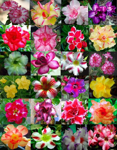 20 Sementes Selecionadas Rosas Do Deserto Adenium Premium.