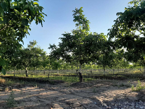Imagen 4 de 13 de Vendo Hermosa Finca En Tupungato, Mendoza