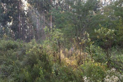 Campo En Venta 9 Hectareas