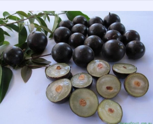 Muda De Jabuticaba Híbrida