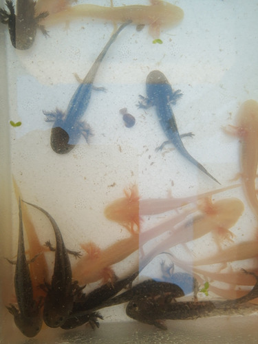 Axolotes Golden Y Pardos