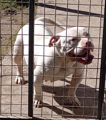 American Bully Hembra Abkc