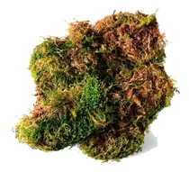 Comprar Musgo Verde Kokedama Delivery Gratis