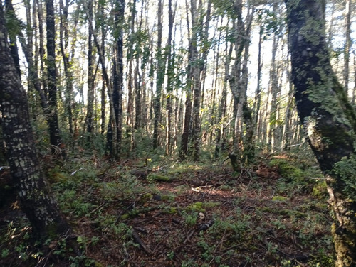 Venta Parcela Bosque Pucón Los Nevados
