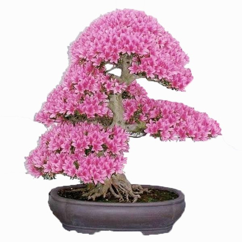 30 Sementes Premium De Sakura Rosa Cerejeira