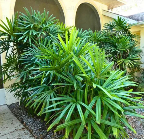 Palma ( Bamboo Palm ) (certificado)