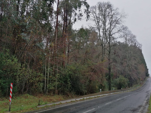 Campo Forestal Con Eucaliptos, De 67 Hás En Reumén, Paillaco