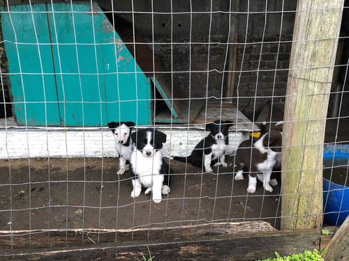 Imagen 2 de 5 de Cachorros Border Collie