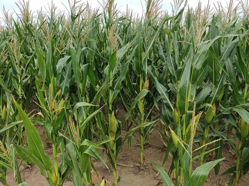 Imagen 9 de 10 de 122 Hectáreas Agrícolas Rincón - Rio Segundo