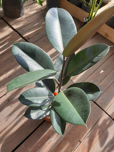 Gomero Elástica Planta De Interior
