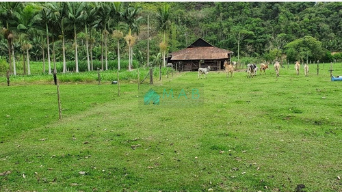 Imagem 8 de 30 de Lindo Sítio À Venda No Bairro São Luiz Em Apiúna Sc!! - Ru00003 - 69368760