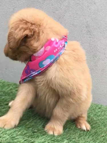 Imagen 7 de 10 de Cachorros Golden Retriever Cali Medellin Bogota
