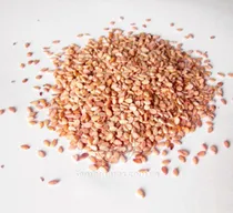 Comprar Semillas De Tomate Manzano Chonto Germinacion