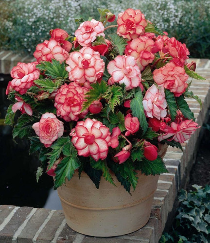 Bulbos De Begonia Coleccion 5 Colores Imp. Holanda